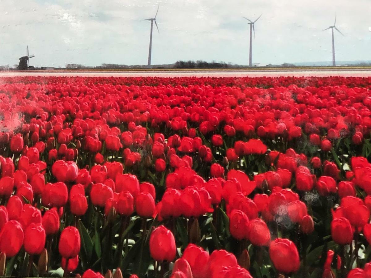 Vakantiehuis Aan Zee Sint Maartensvlotbrug المظهر الخارجي الصورة